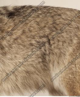 photo texture of fur 0012